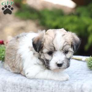 Muffin, Havachon Puppy